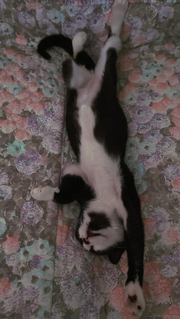 ODINO gattino nìbainco e nero 5 mesi Foto 2